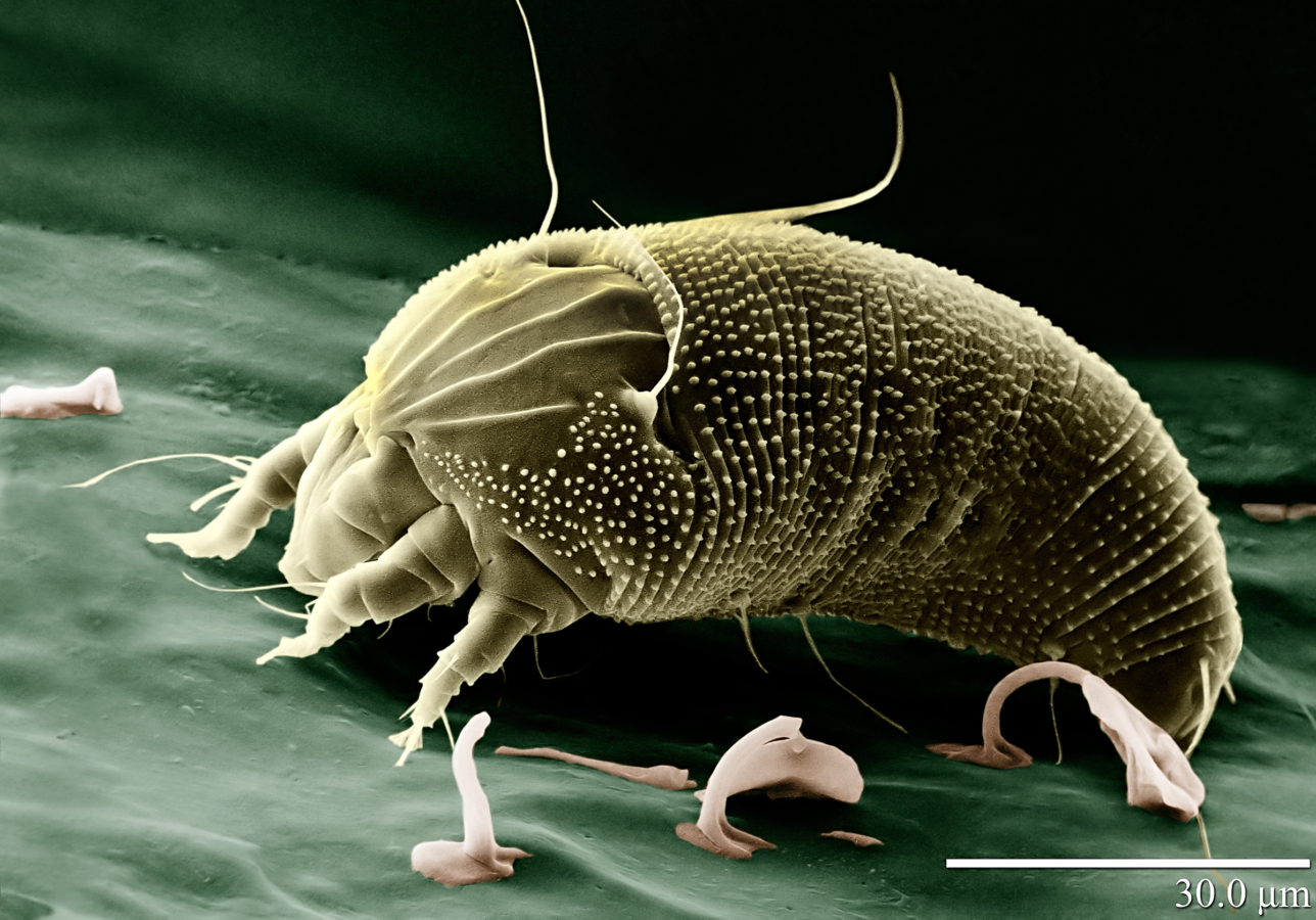 Rust Mite