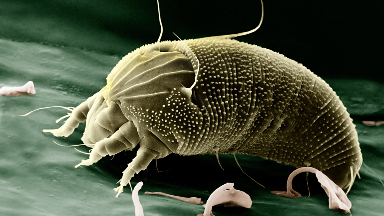 Rust Mite