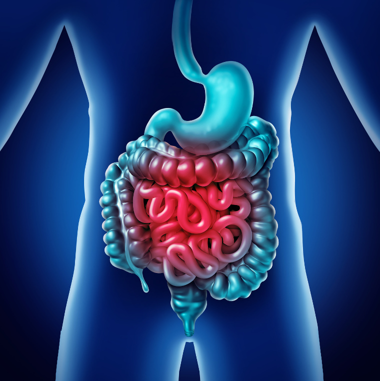 Intestine Pain and gastrointestnal digestion inflammation problem as digestion discomfort or constipation and infection as a3D illustration.