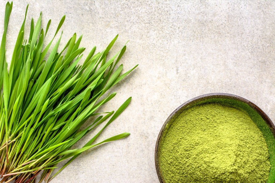 Green superfood detox - barley grass powder and sprouts, vegetarian diet and healthy lifestyle concept